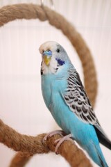 portrait of a blue parakeet at home in a cage