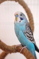 portrait of a blue parakeet at home in a cage