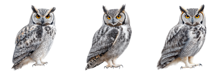 Set of A barn owl in mid-flight, wings fully extended, showcasing the elegant curve of its feathers on transparent png background. Ai generated