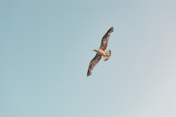 Freedom