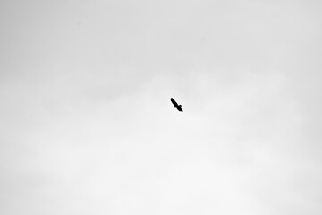 Hunter in the sky