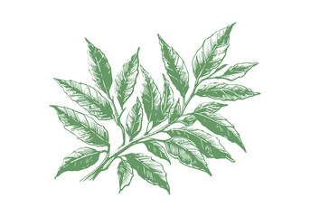 Bay Leaf Hand Drawn Illustration Sketch Vector Isolated