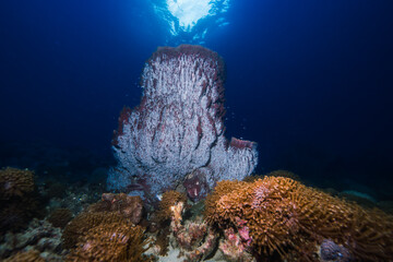 Sponge coral with sunlight behind over a healthy coral reef