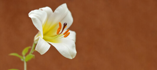 White lily flower with yellow center and orange stamens against a brown blurred background,...