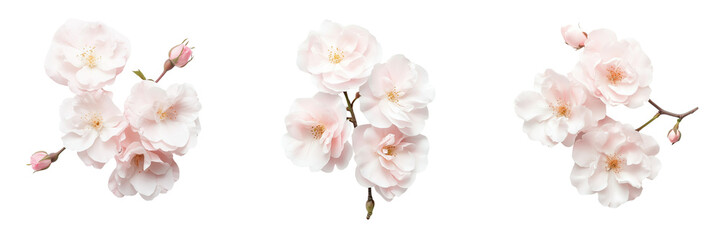 Obraz premium Set of A fresh cherry blossom twig with fully bloomed flowers and partially opened buds on transparent png background. Ai generated