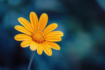 Obraz premium A bright yellow flower with water droplets glistening on its petals