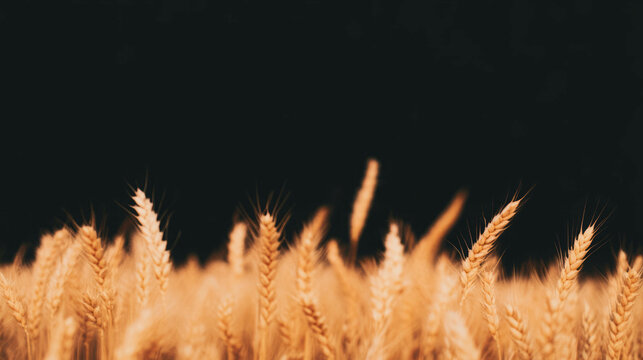 Serene autumn wheat field with golden chaff against a dark background
