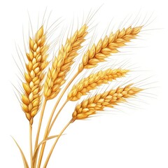 ears of wheat