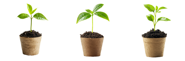 Set of A single young passiflora plant with fresh green leaves emerging from a small clay flowerpot on transparent png background. Ai generated