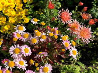 Flowers garden mums chrysanthemum blooms 