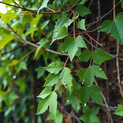 A vine with long, slender leaves and drops of sap on its stems and branches, plant, nature, agriculture