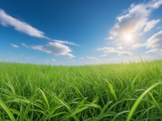 Fototapeta premium Grass and Sky Background 