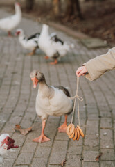 A young boy playfully teases geese with bread rings on a farm. A fun and lively countryside moment full of childhood joy and interaction with animals.