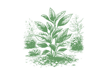 Bay Leaf Hand Drawn Illustration Sketch Vector Isolated