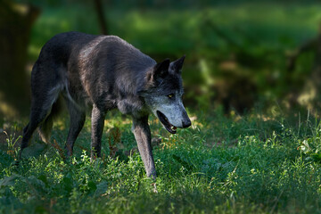 Fototapeta premium Wolf (Canis lupus)