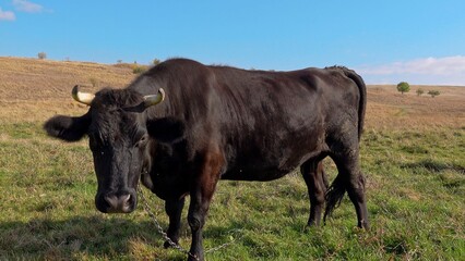 Cow grazing in a rural field