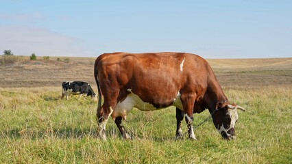 Cow grazing in a rural field