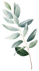 PNG Eucalyptus leaf plant herbs tree.