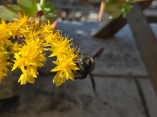 A bee is collecting nectar from a bright yellow flower.