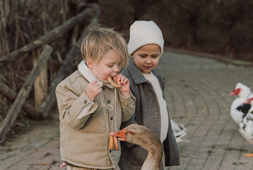 Two young boys stand on a farm among geese, playfully teasing and feeding them with traditional...