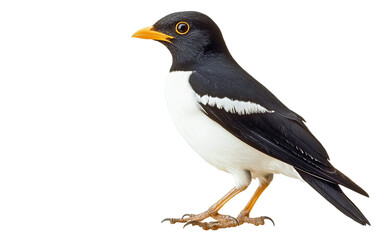 Beautiful Common Myna on transparent or white background,png