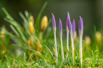 crocus buds growing in the garden in springtime