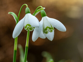 snowdrop flowers in bloom in the garden during spring