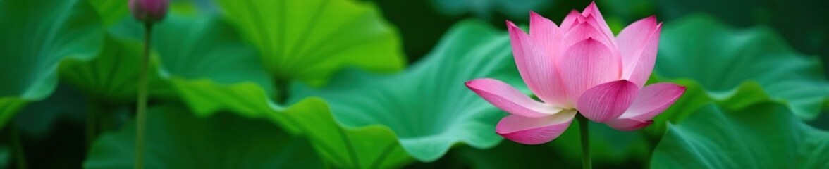 Fototapeta premium Lotus leaf with delicate veins and subtle color gradations, nature, botanical, detail