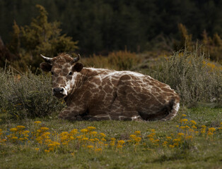 cow-ziraf the field