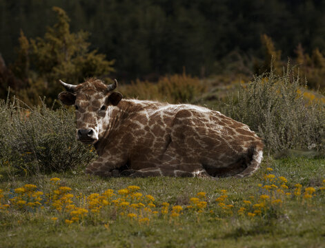 cow-ziraf the field
