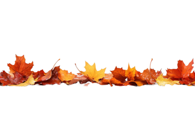 Autumn leaf maple plant tree on transparent or white background,png