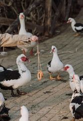 A young boy playfully teases geese with bread rings on a farm. A fun and lively countryside moment full of childhood joy and interaction with animals.