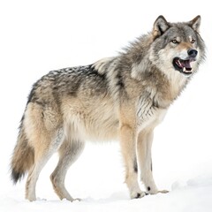 Obraz premium wolf in front of white background