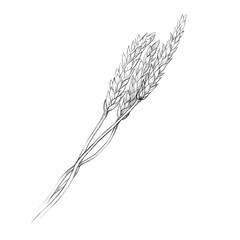 wheat stalks png. pencil drawing, sketch. hand drawing.  bread, flour cover design 