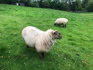 Obraz premium Irish Sheep