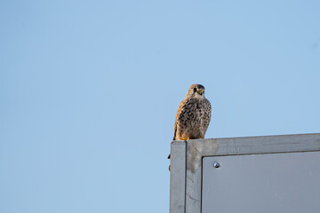 close-up of a kestrel sitting on a corner