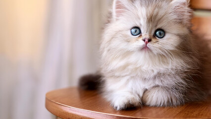 Fototapeta premium かわいい子猫、コピースペース