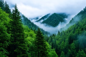 Fototapeta premium Morning Mist in the Mountainous Forest - Lush green mountains shrouded in mist, symbolizing serenity, mystery, nature's peace, renewal, and hidden beauty