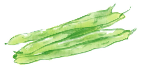 新鮮で美味しそうなインゲン豆の水彩イラスト(透過PNG)