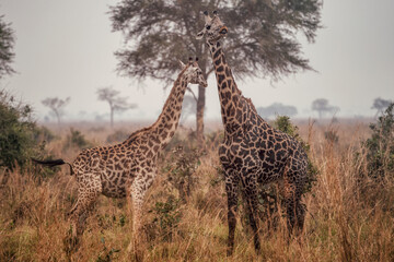 A pair of giraffes among African landscapes