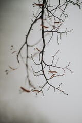 branches of a tree in winter