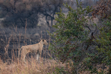 A wild lioness lurking in the grass in Africa, Tanzania
