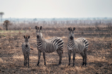 A family of zebras in the arid African landscapes