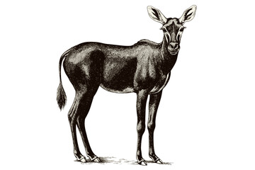 Vintage art hand-drawn okapi, aquatic animal sketch effect, wildlife vector illustration, trendy print design, black sketch, antique style, rodent, white background.