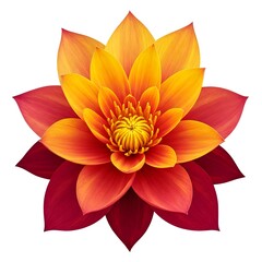 Fototapeta premium A vibrant flower with layers of red and yellow petals radiating from a detailed center, isolated on a white background.
