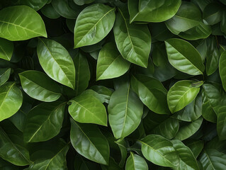 Fototapeta premium Vibrant green leaves creating lush natural background texture