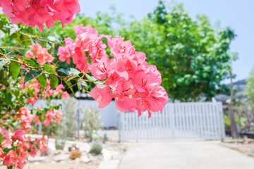 Pink bougainvillea flower on tree with blue sky,summer spanish bougainvillea flowers,Colorful bougainvillea tree in bloom,Tropical flora for background,Copy text space.