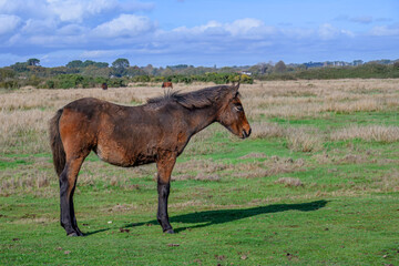 Fototapeta premium New Forest Pony with shadow on marshland at Lymington Hampshire England