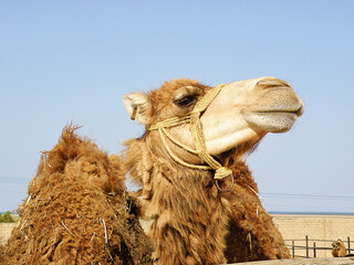 Dromedary Camel Close Up Face