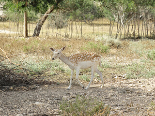 Young European Fallow Deer